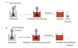 <font color='#FF0000'>酶的固定化技术最新研究进展</font>
